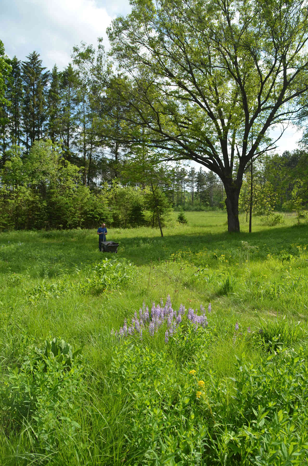 Front yard restored prairie.