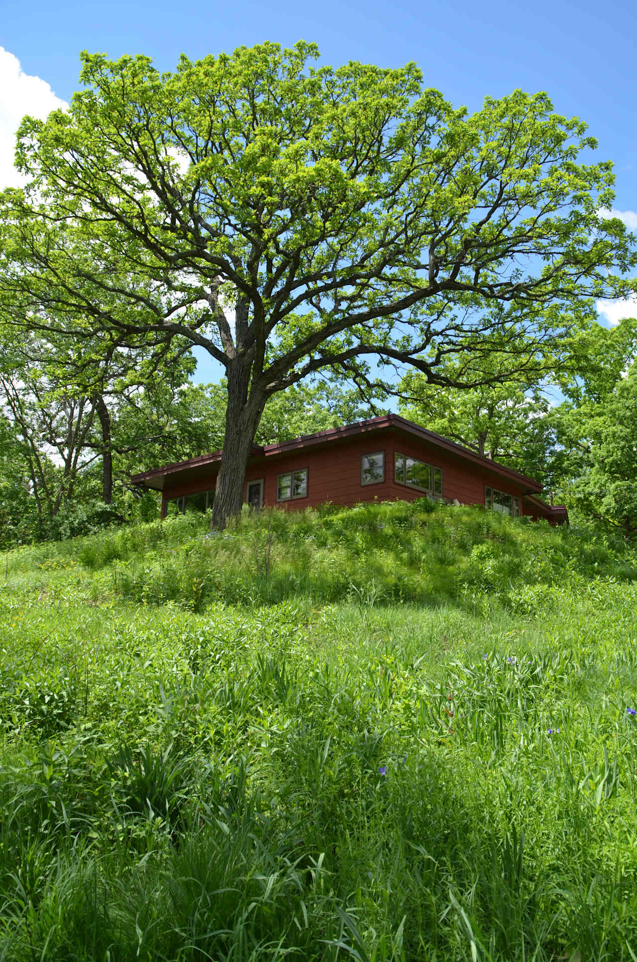 Front yard savanna and house.