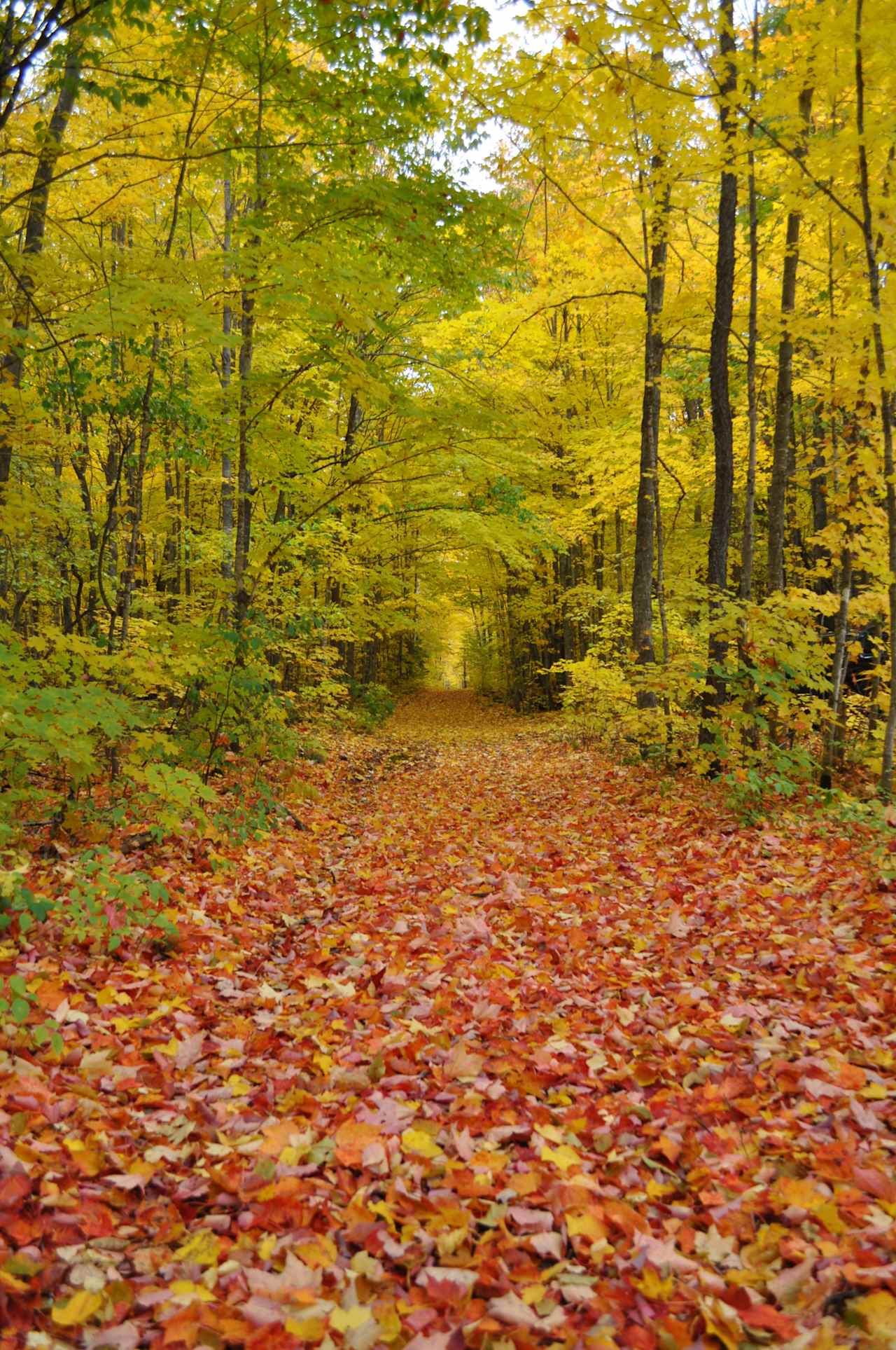 Hike or bike the wandering trails to the Yellow Dog River. 