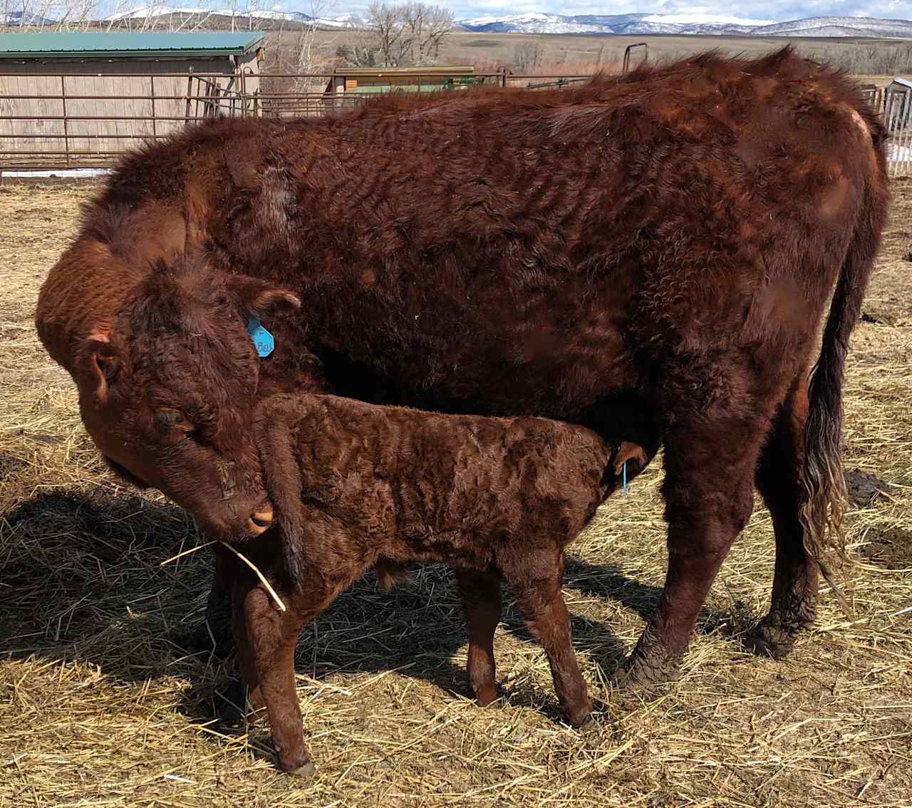 A brand new Red Devon calf and his proud mother.  Calves arrive mid April to late May each year. 