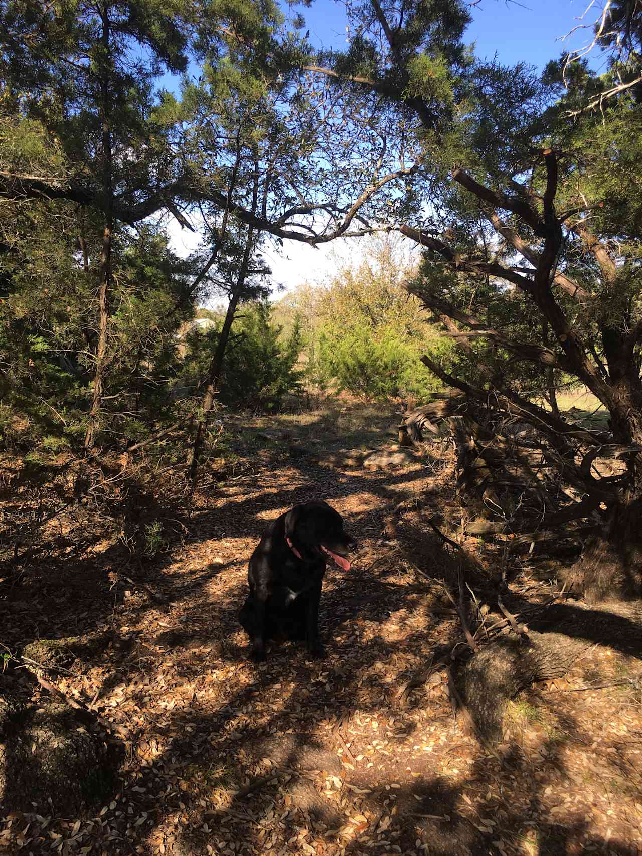 Trails in the woods for hiking.