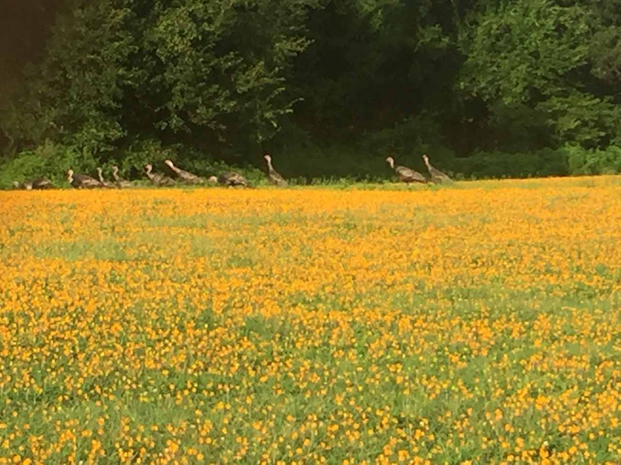 Flock of turkeys walking through Glenn (Spring 2019).