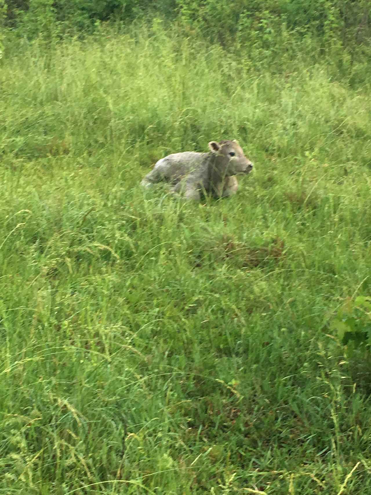 Baby calf