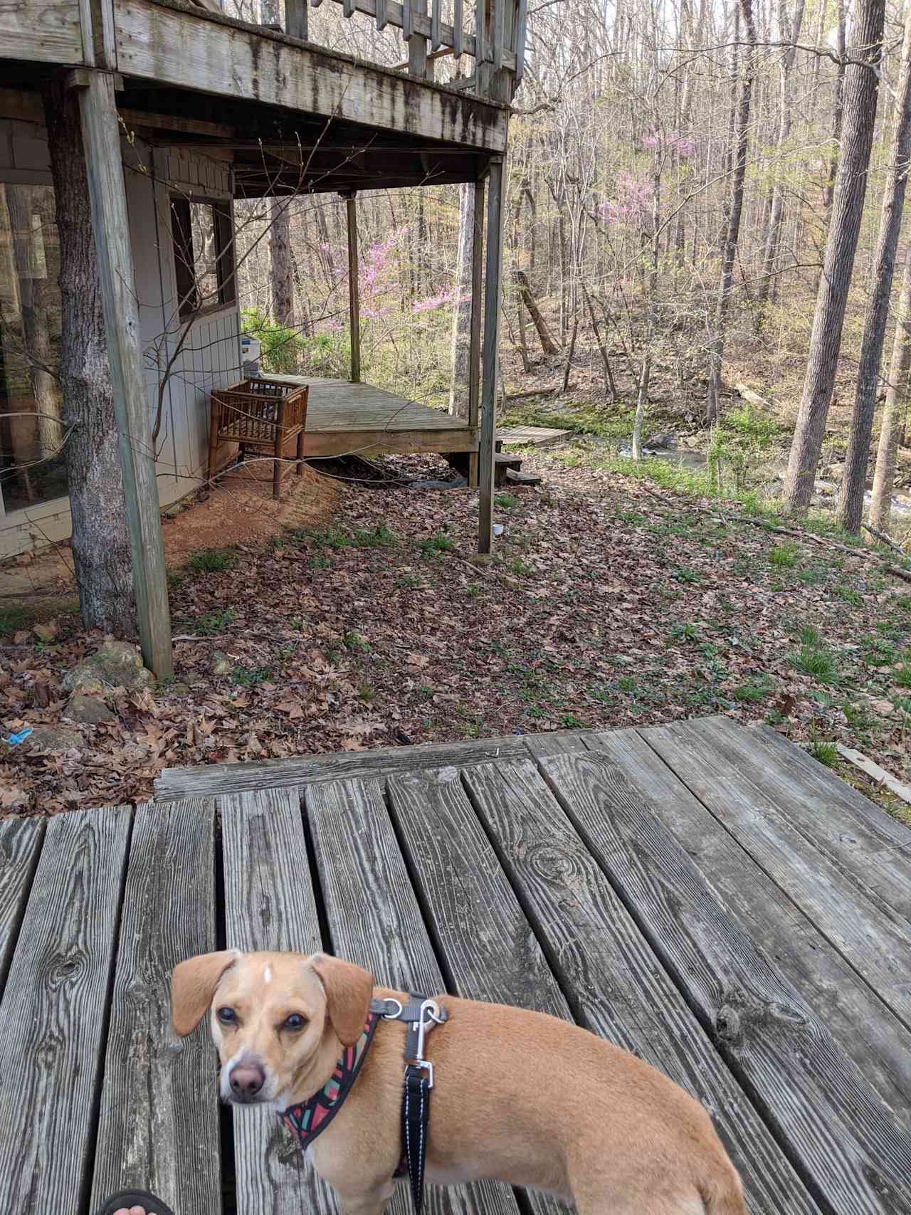 My very cute dog and part of the porch on the main house