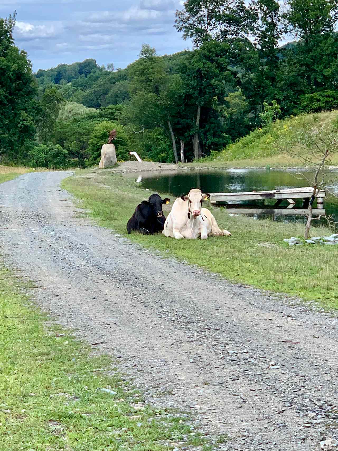 Our Milking Momma & Bull 