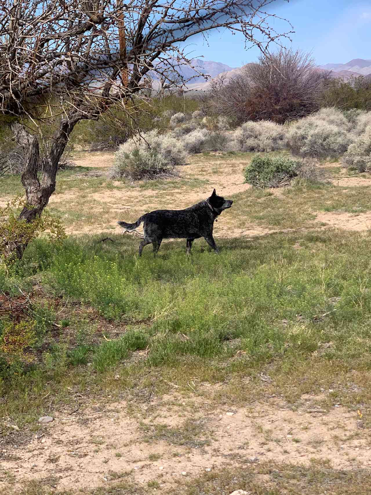 Mojave Desert Ranch