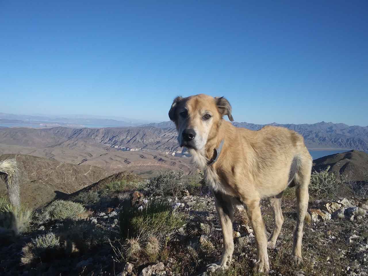 My dog loved it.. Despite the cacti.