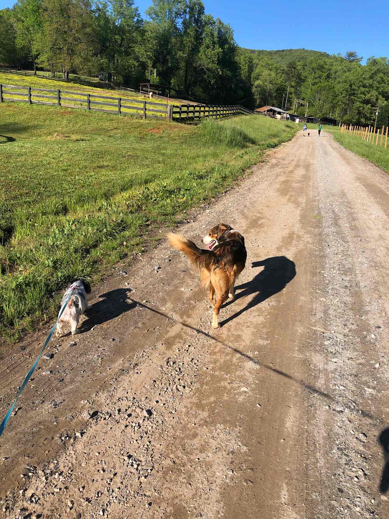 White Dog Farm camping