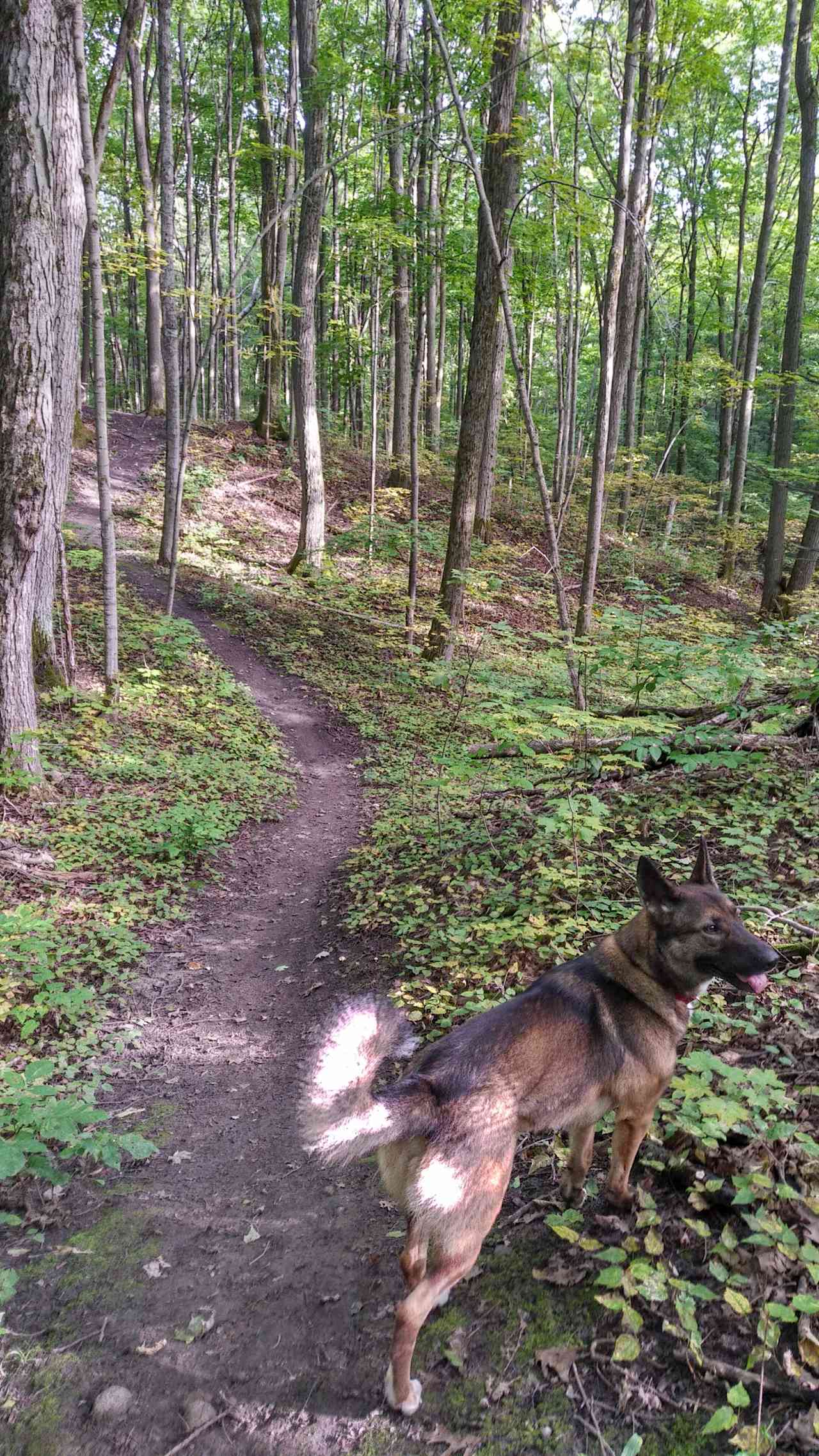 Bomber inspecting the trail for squirrels