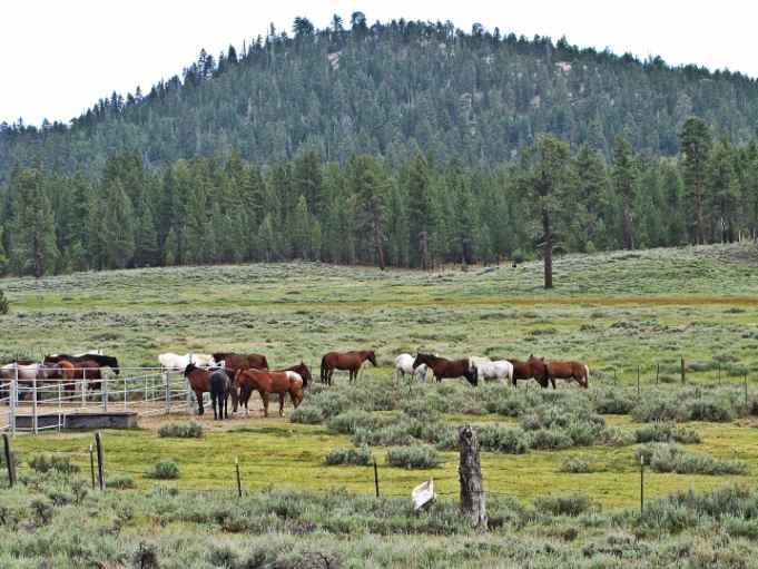 Horses in the pasture