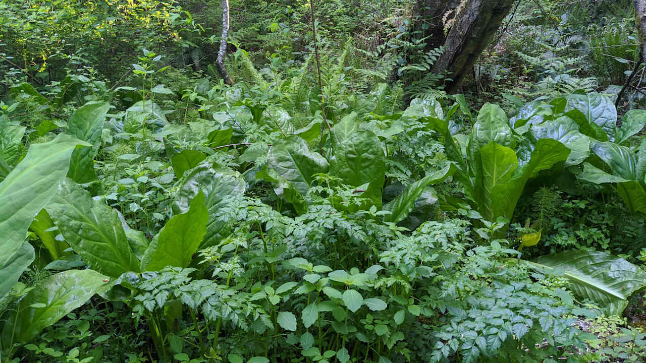 It's practically a rainforest by the pond