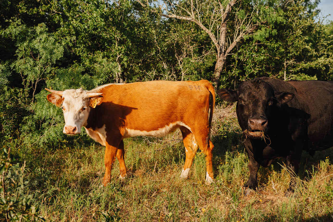 Cows.