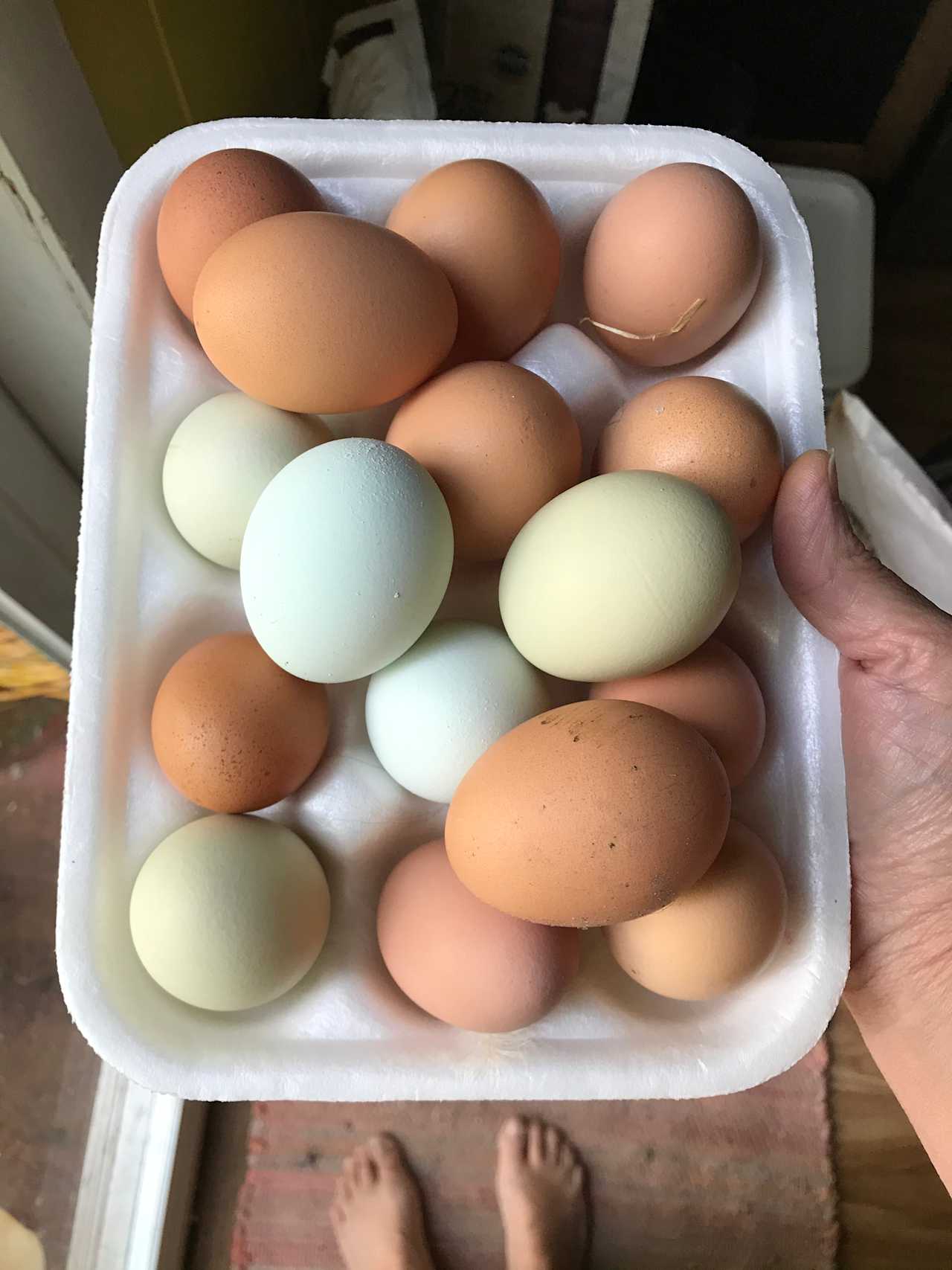 Farm fresh eggs 