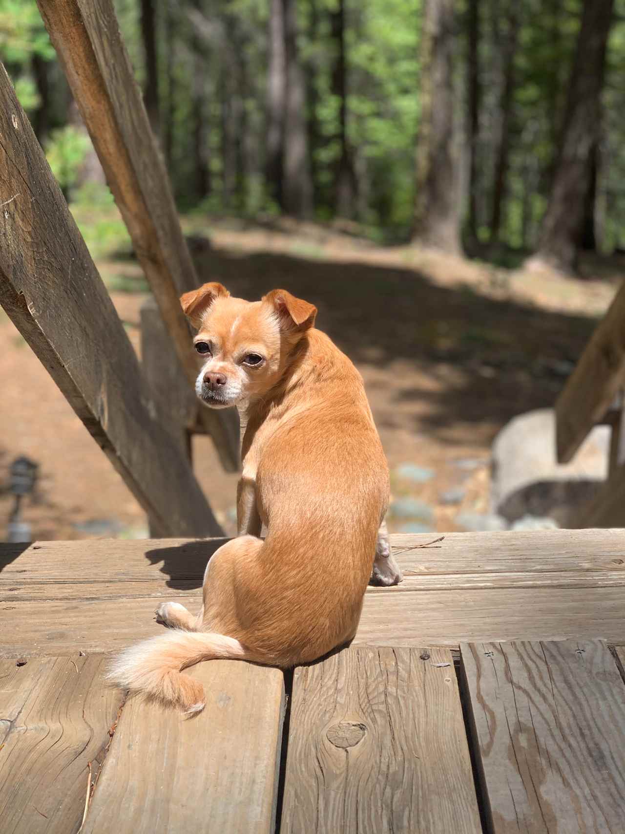 Pups enjoying the beautiful deck! 