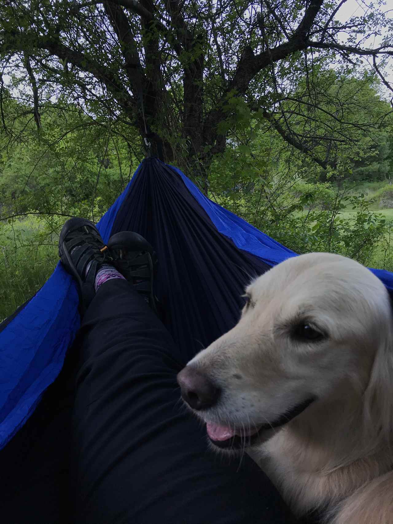 Hung our hammock in the apple trees