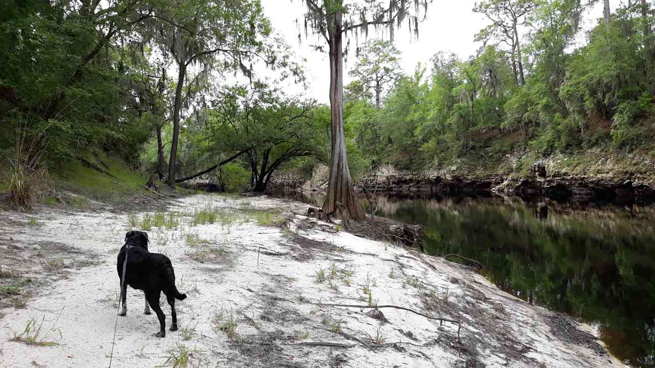 Suwannee River Glamping