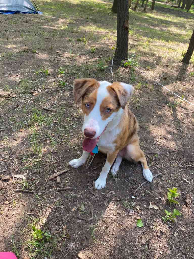 Our tired pup after swimming