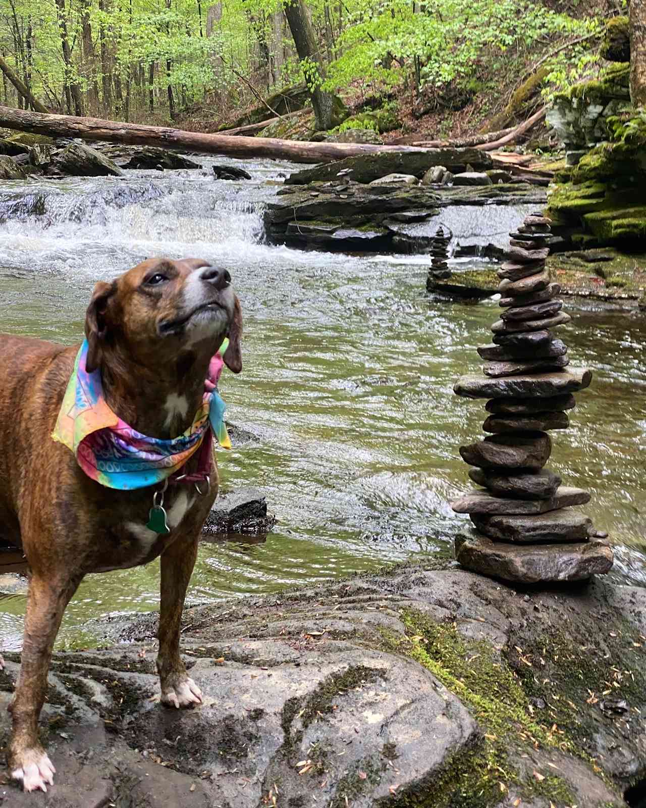 Sadie loved camping & Ricketts Glenn ~ lots of great hiking thats dog friendly