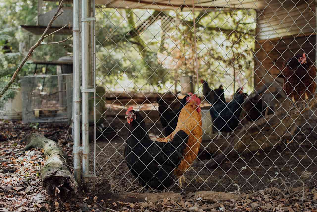 Some happy chickens in their coop.