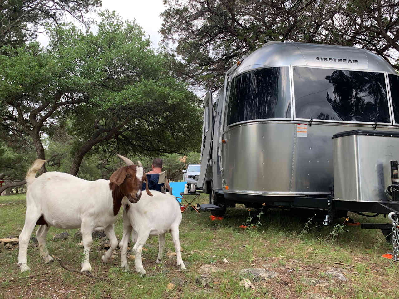 On their twice-daily trek between pen and the pasture, the goats sometimes pop by to observe the humans.