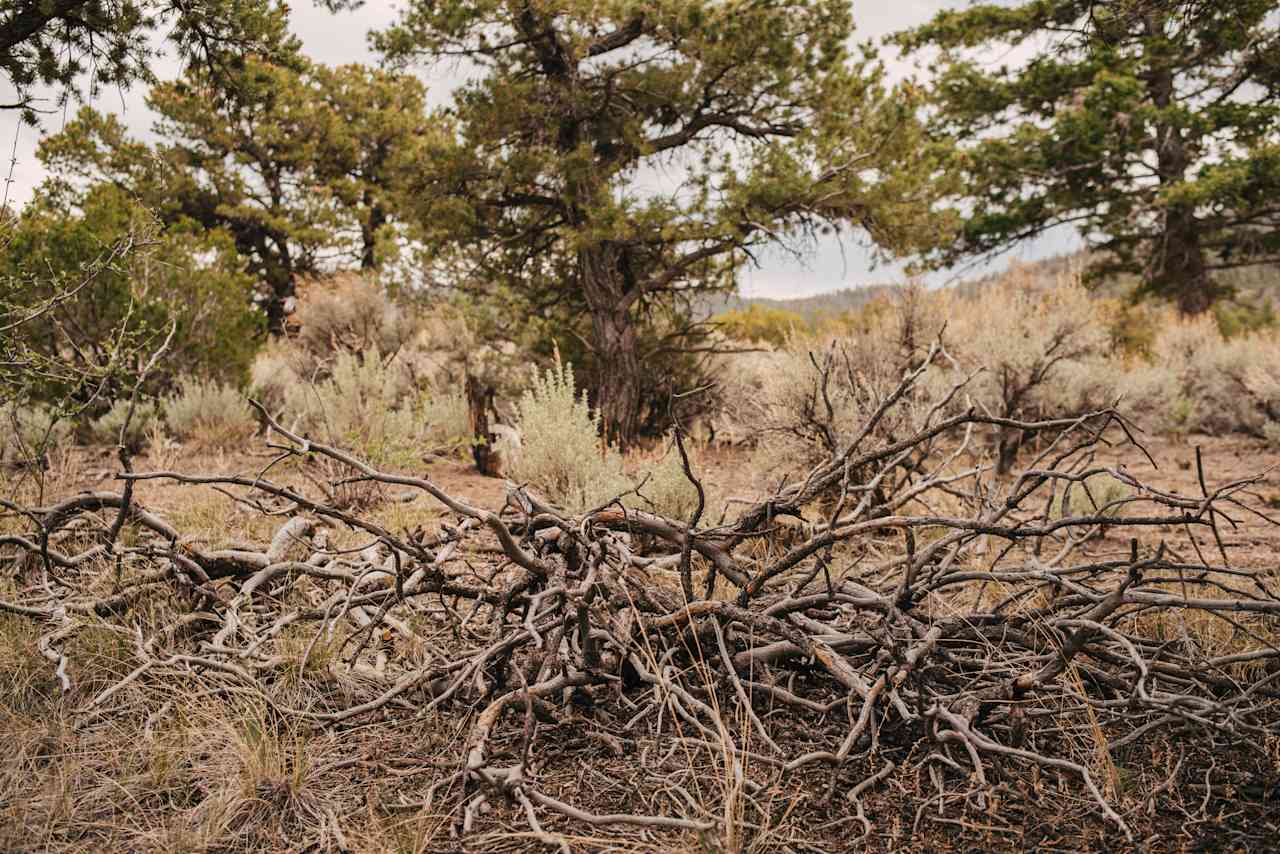 We visited during a fire ban, but there is plenty of wood around when it's legal.