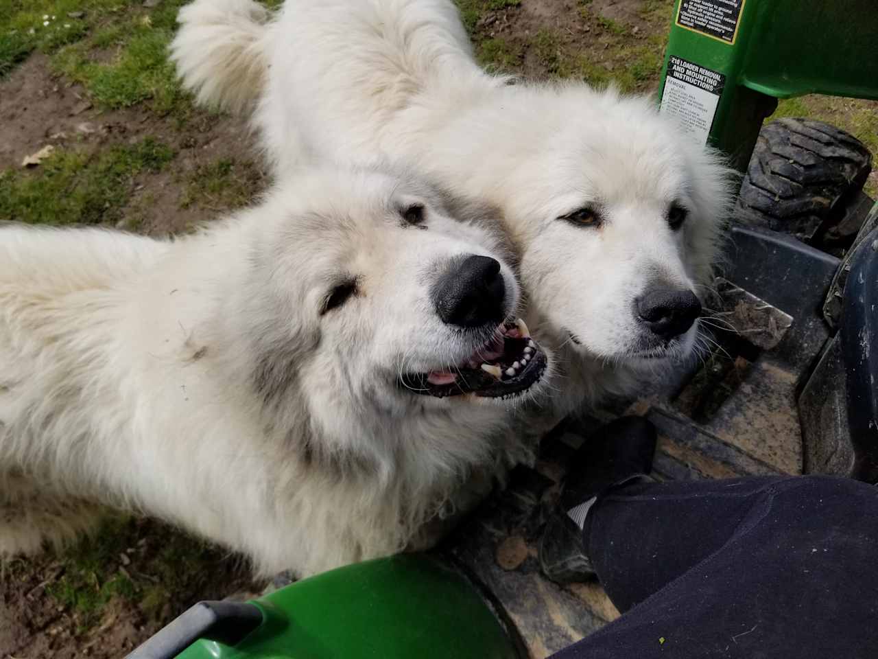 Livestock guard dogs. Ferocious? Only if they think you are a danger to their goats.