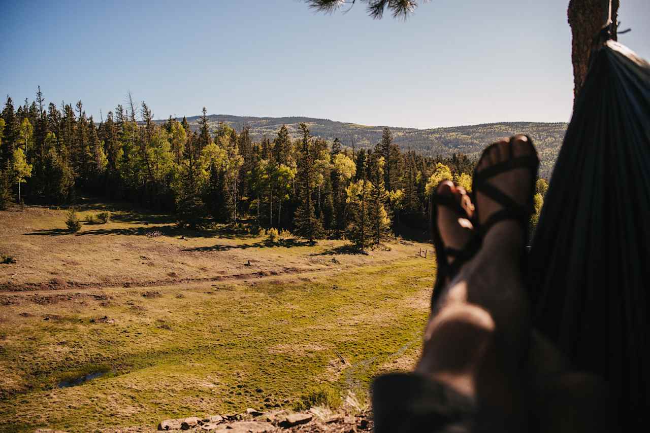 Hammock view.