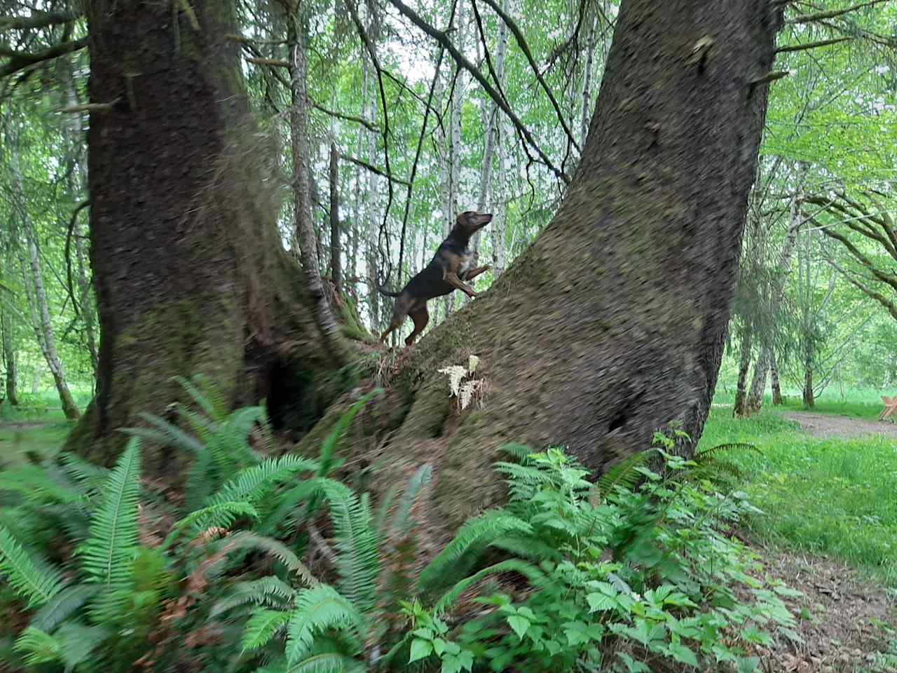 Tree climbing dog