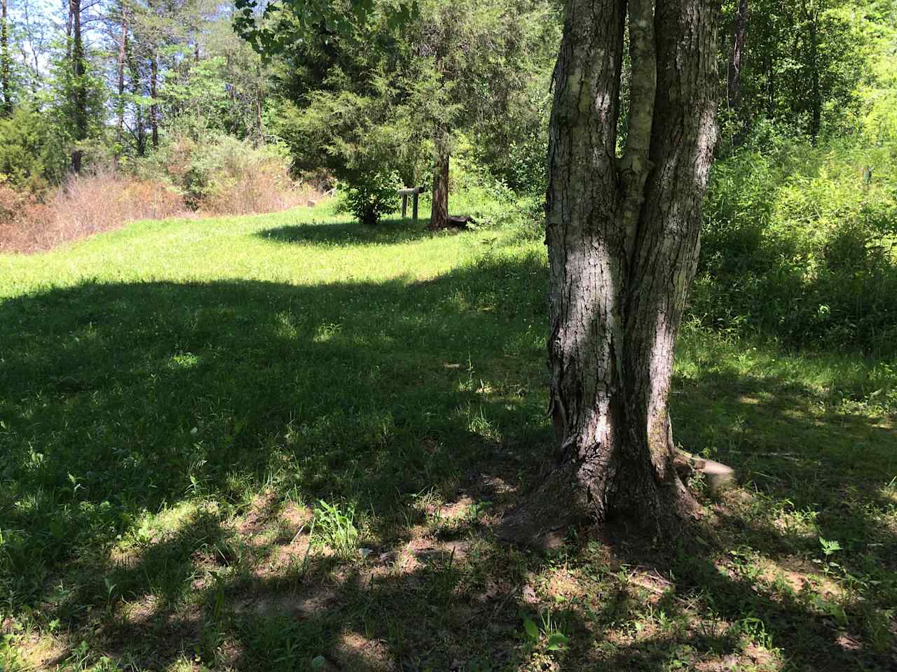 Campsite #1 has great shade to cool down in during the hot summers.