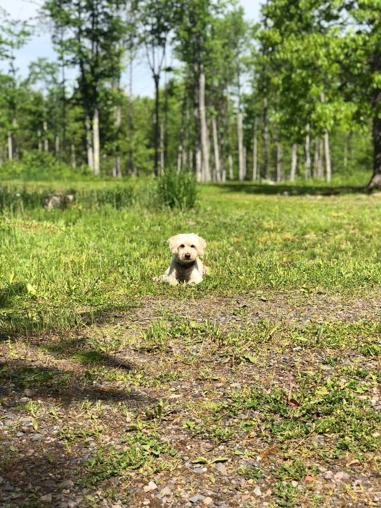 Firefly Camp and Sauna