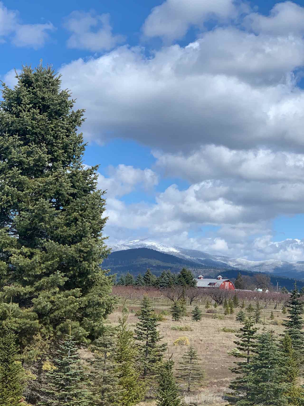 Mountain View from tree fields 