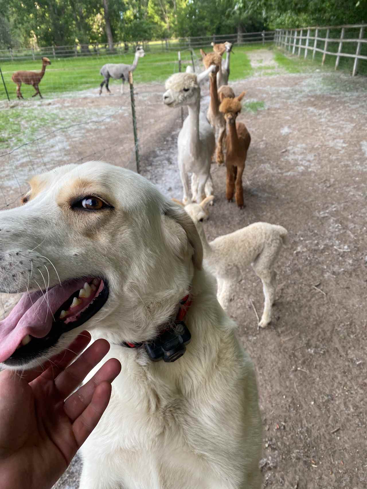 Windbreak Farm Alpacas