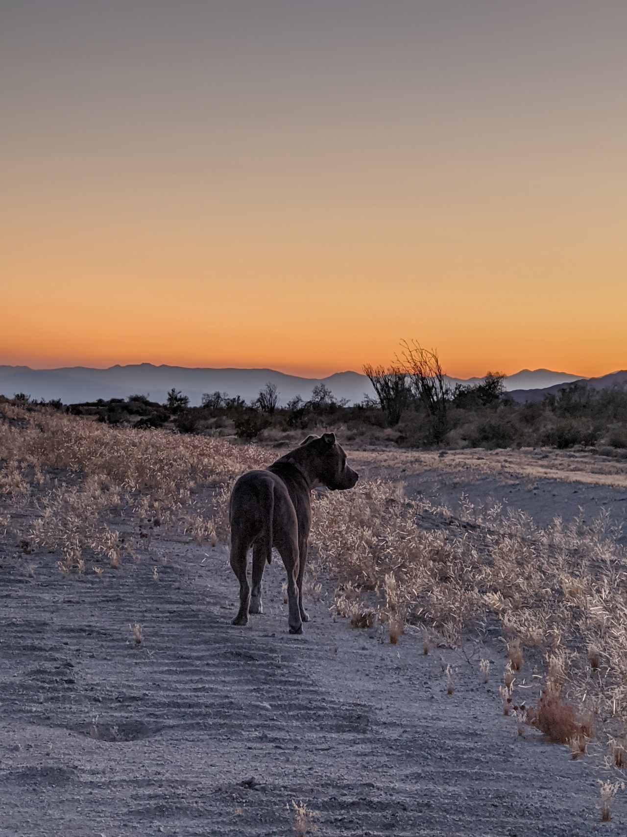 Joshua Tree Private Campsite