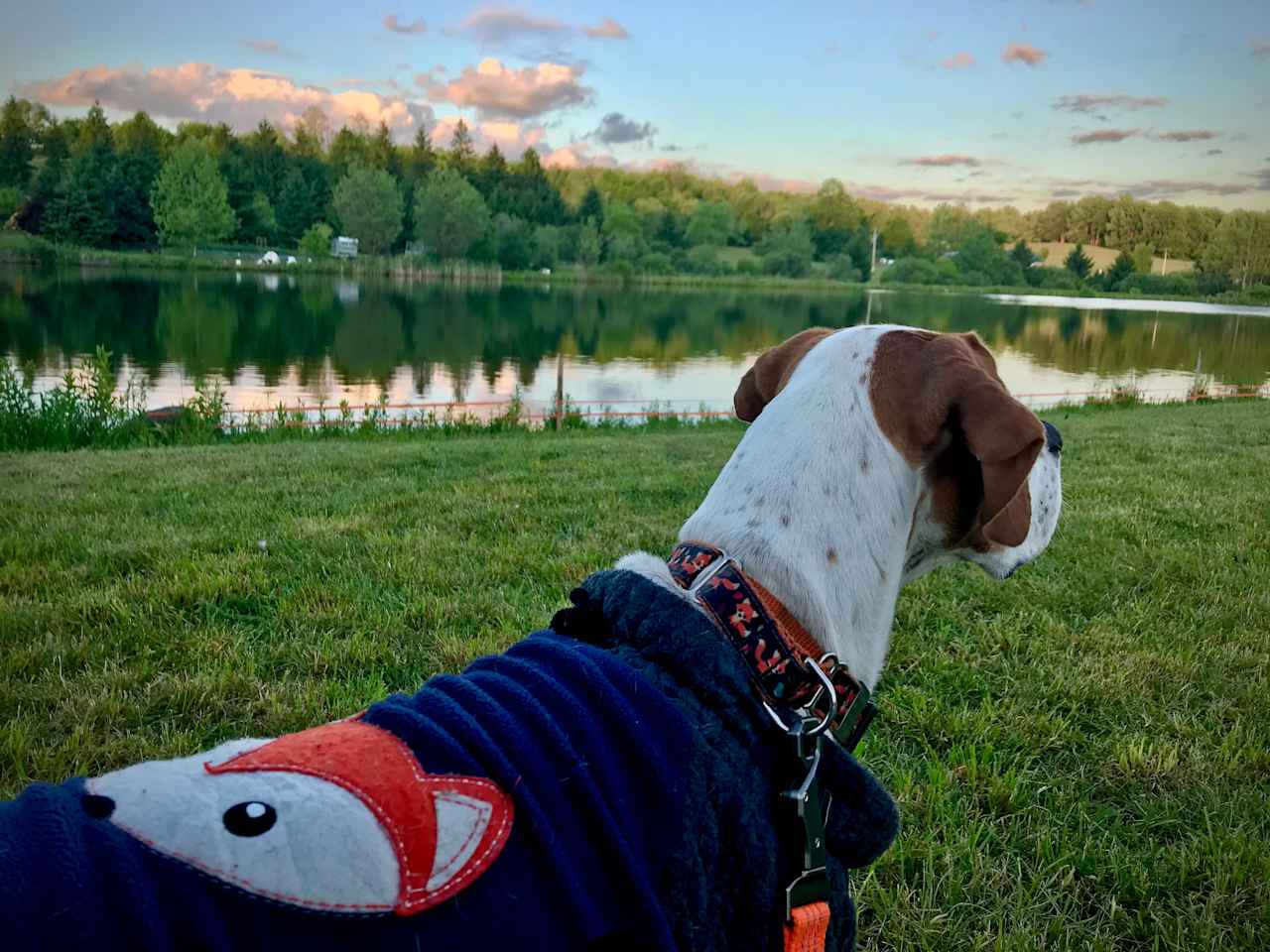 Watching wildlife at the pond