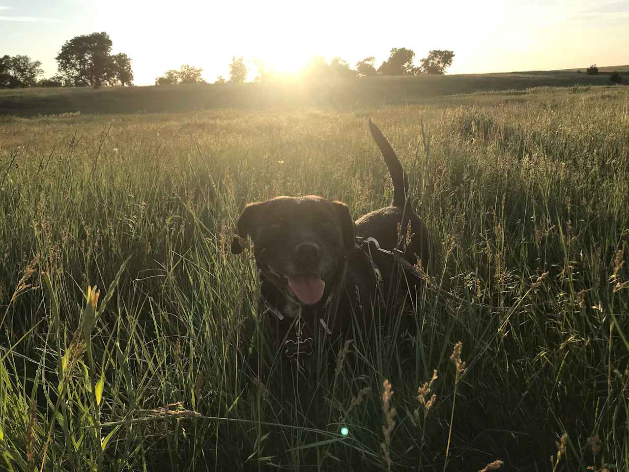 Maisie in the tall grass! 