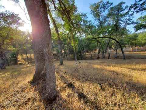 Beautiful young oaks surround this campsite, making for a gorgeous backdrop for lounging at your site!