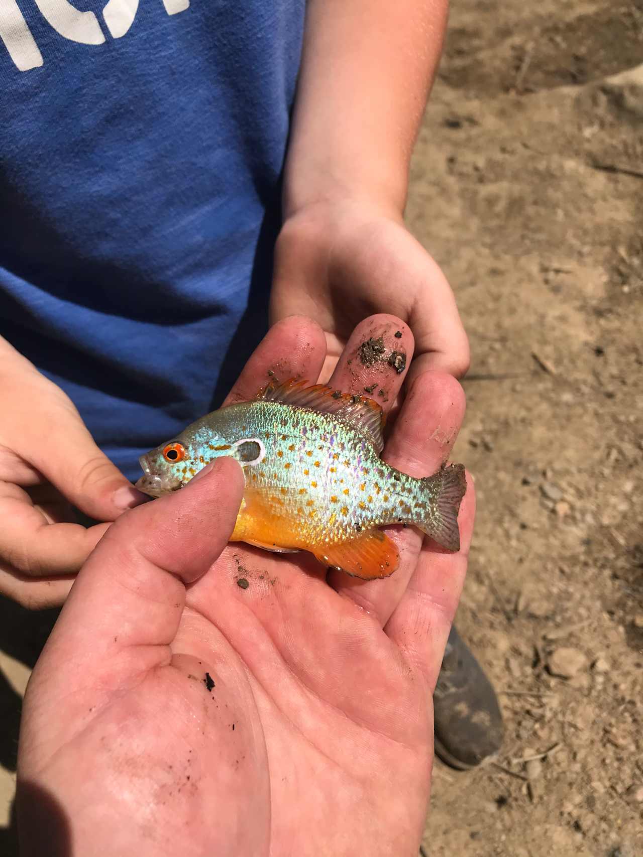 Beautiful longear sunfish from Dillon Reservoir my 3 year old caught!