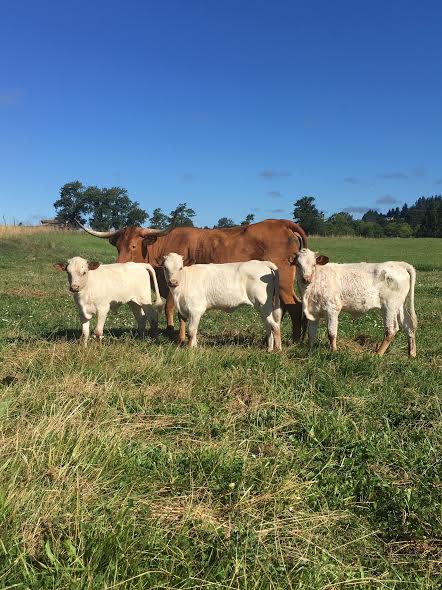 Look out your tent door and watch our herd of Texas Longhorns walk by.