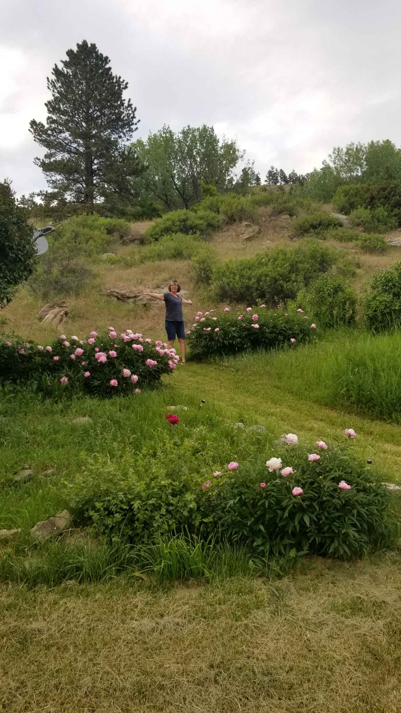 Our beautiful Peonies growing in our yard next to the house with Chris in the middle.