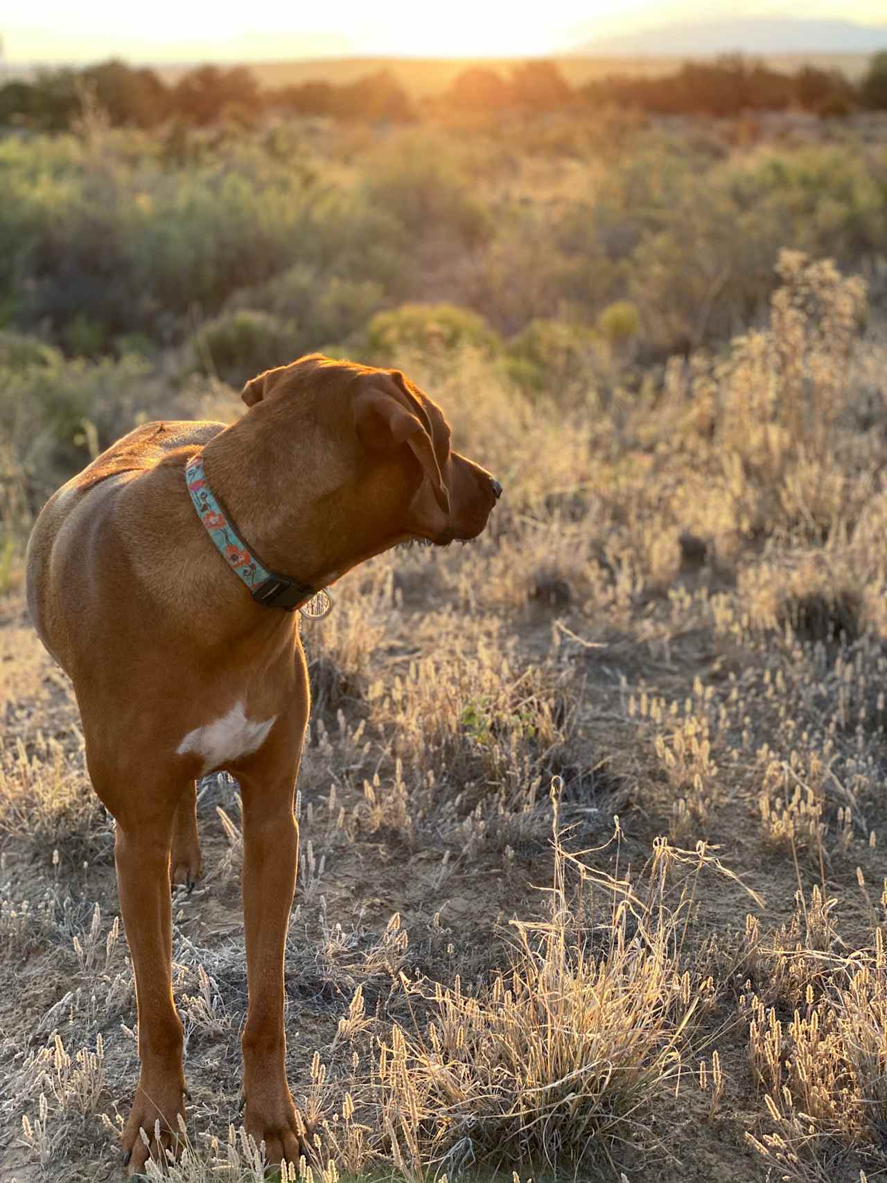 Star Gazer Ranch