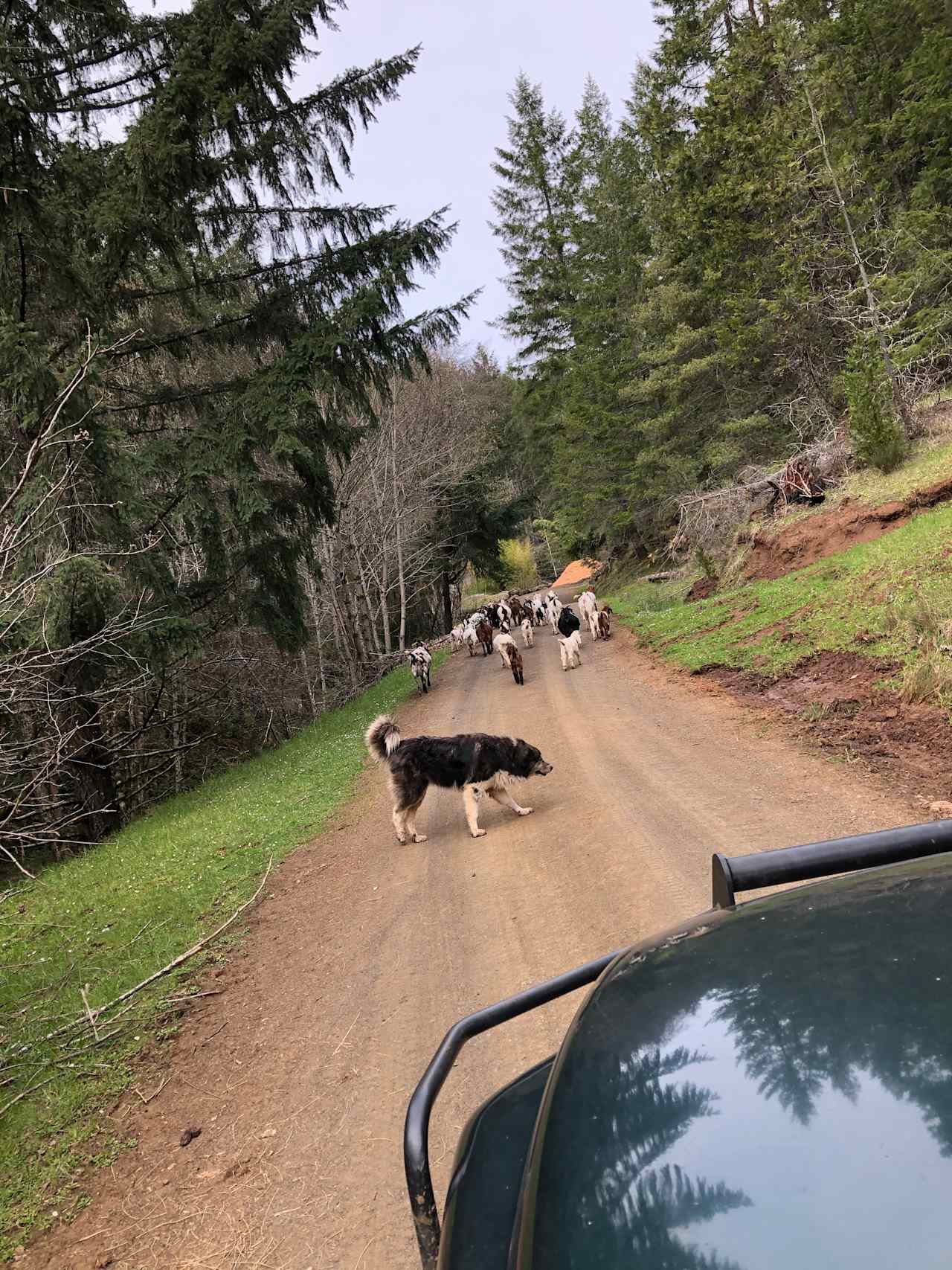 Yeti and part of her flock.