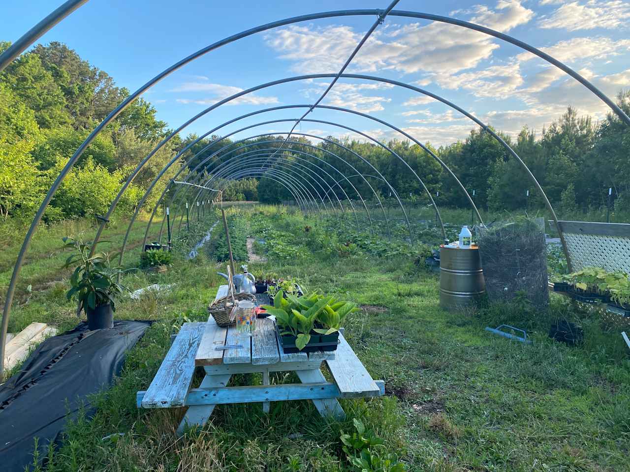 Shine & Rise Magic Food Forest