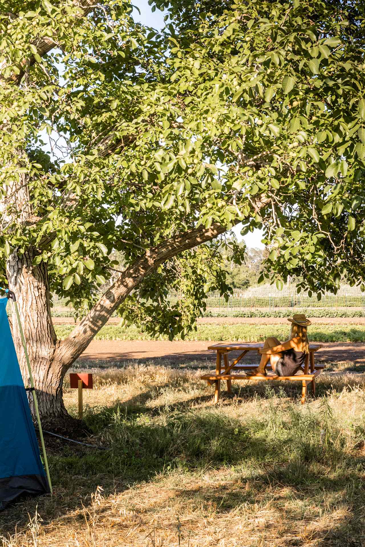 View from Chandler Grove Campsite