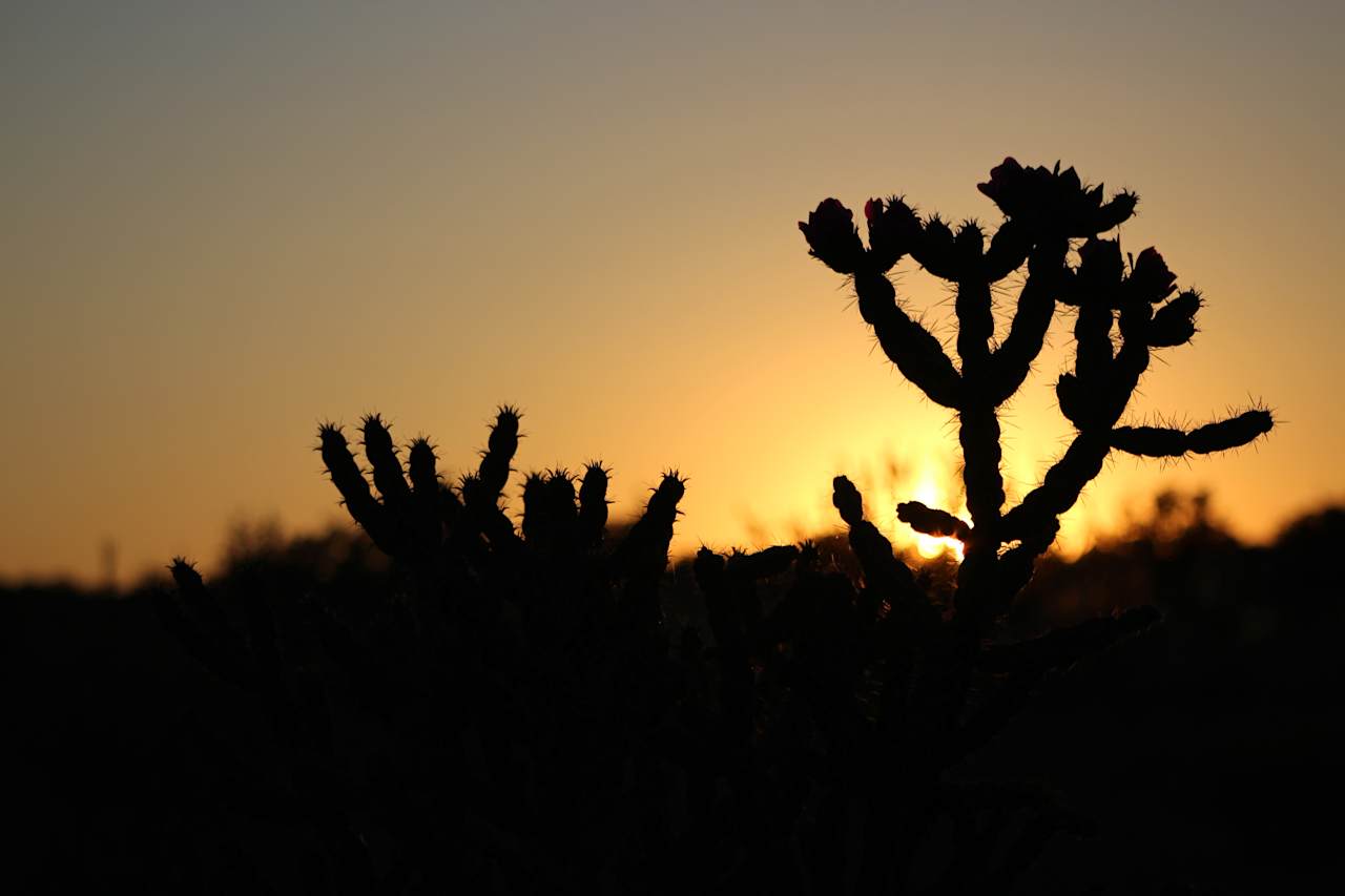 Cholla from the property