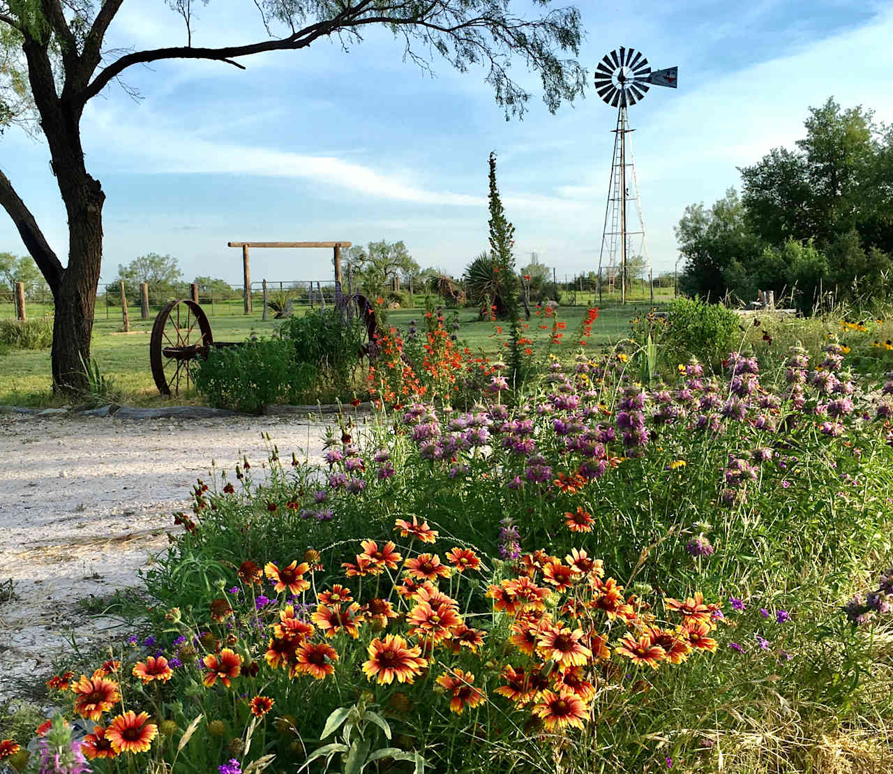 Hope you will get to enjoy our wildflowers when they are in bloom. 