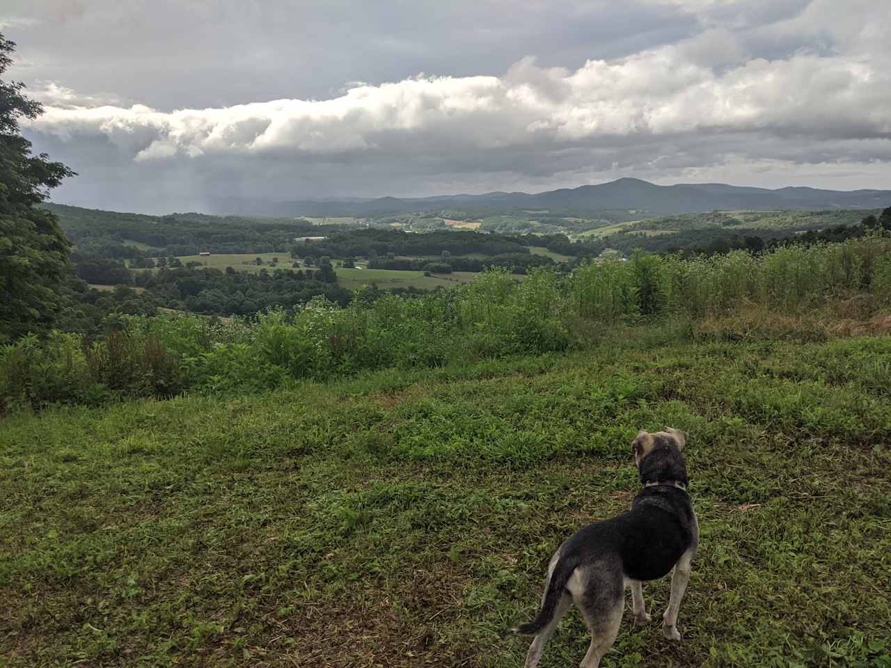 Our dog Marci loved exploring the large campsite. 