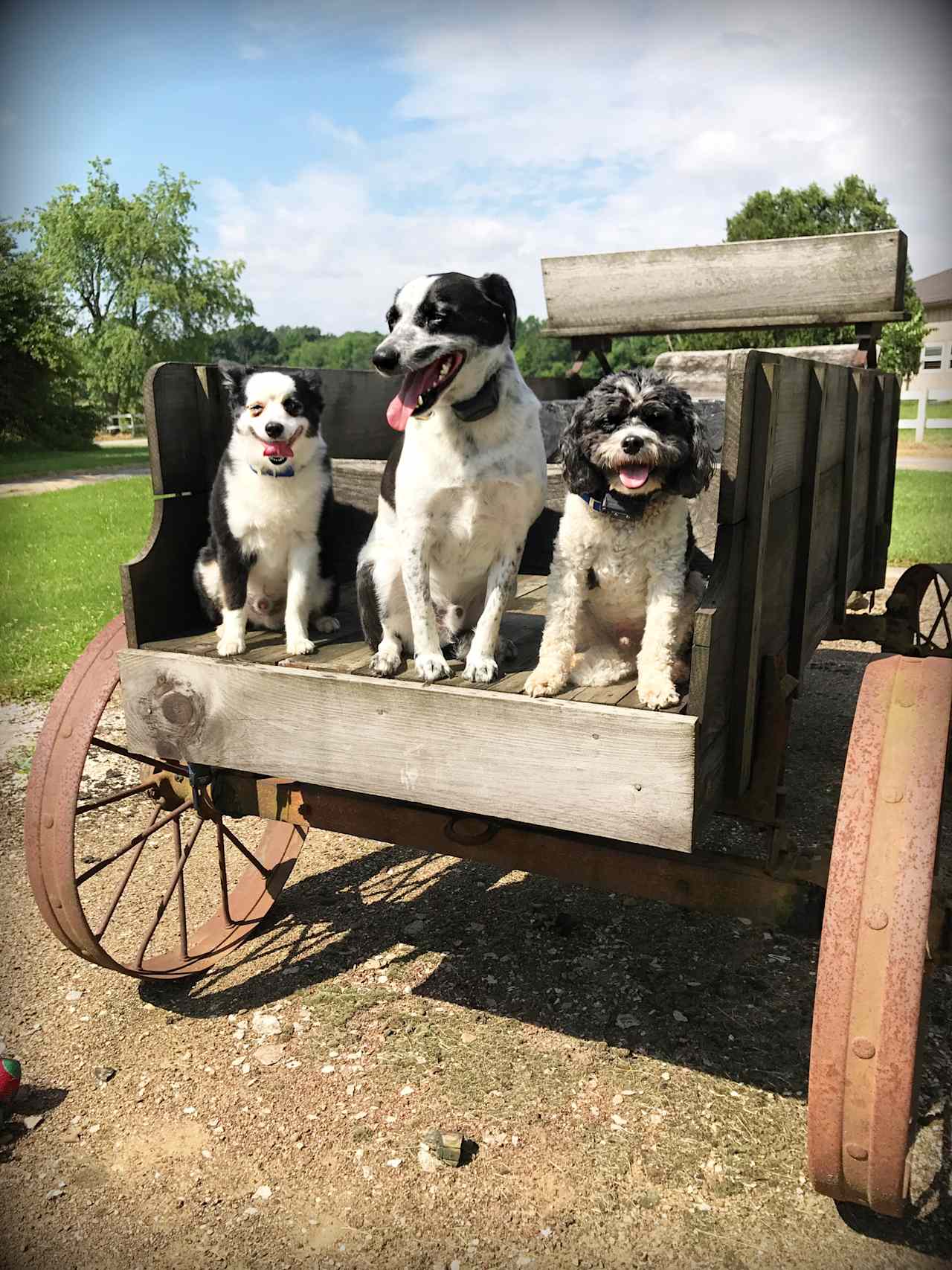 Friendly barn greeters