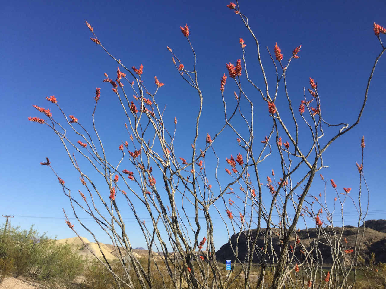 Ocotillos in bloom