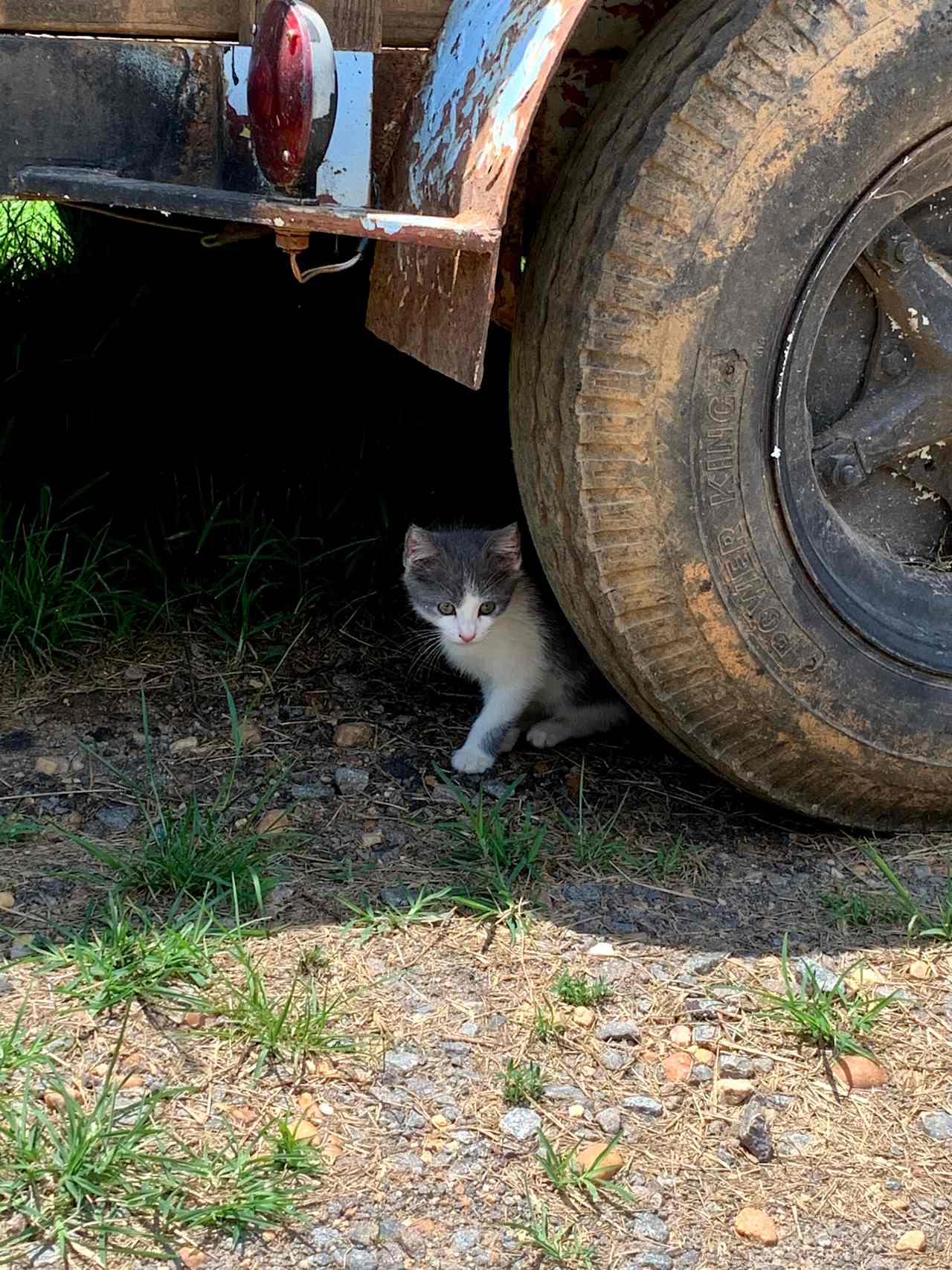 We found a baby kitten!