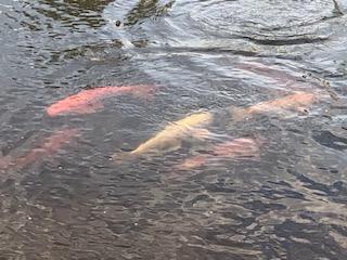 Front pond Koi